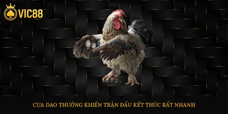 Cựa dao thường khiến trận đấu kết thúc rất nhanh