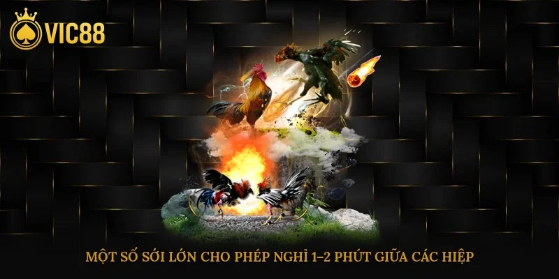Một số sới lớn cho phép nghỉ 1–2 phút giữa các hiệp 