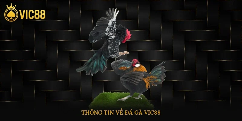 Thông tin về đá gà vic88