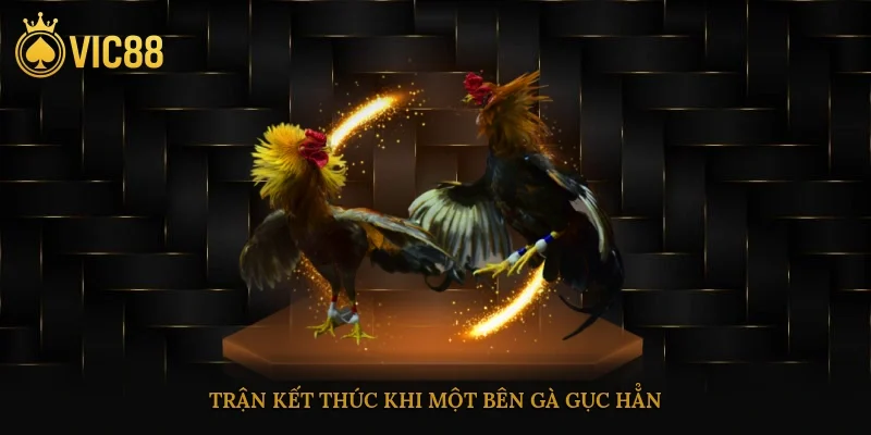 Trận kết thúc khi một bên gà gục hẳn, nằm im không phản ứng