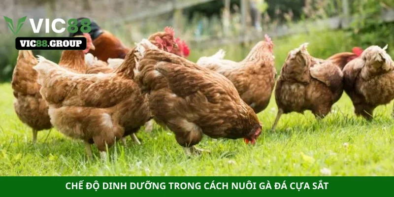 Chế độ dinh dưỡng trong cách nuôi gà đá cựa sắt