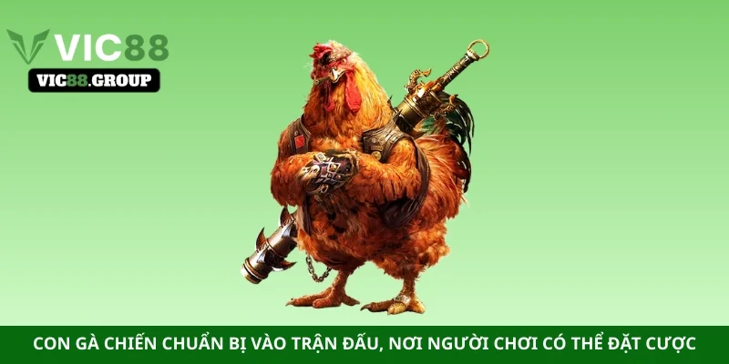 Con gà chiến chuẩn bị vào trận đấu, nơi người chơi có thể đặt cược