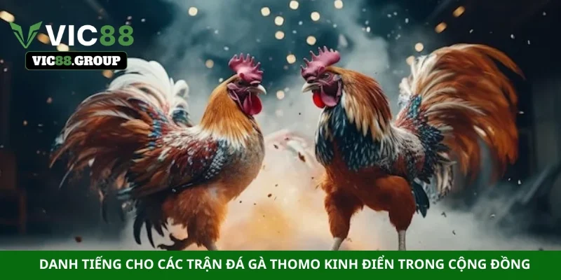 Danh tiếng cho các trận đá gà Thomo kinh điển trong cộng đồng