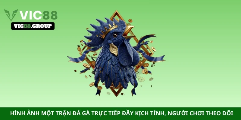 Hình ảnh một trận đá gà trực tiếp đầy kịch tính, người chơi theo dõi