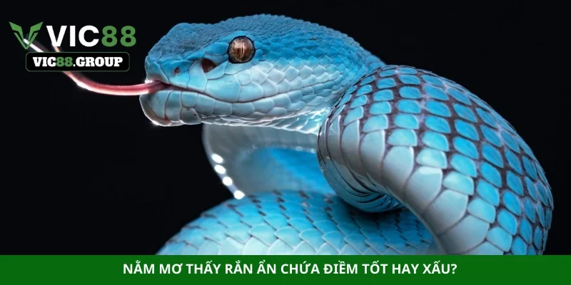 Nằm mơ thấy rắn ẩn chứa điềm tốt hay xấu?