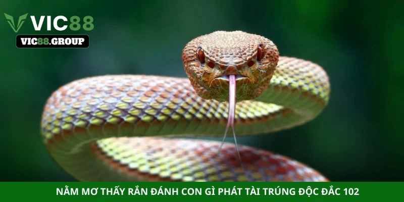 Nằm mơ thấy rắn