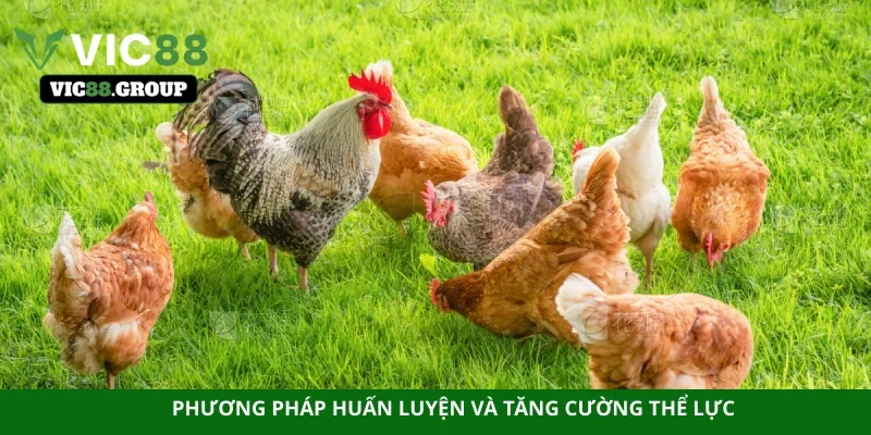 Phương pháp huấn luyện và tăng cường thể lực