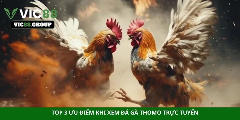 Top 3 ưu điểm khi xem đá gà Thomo trực tuyến